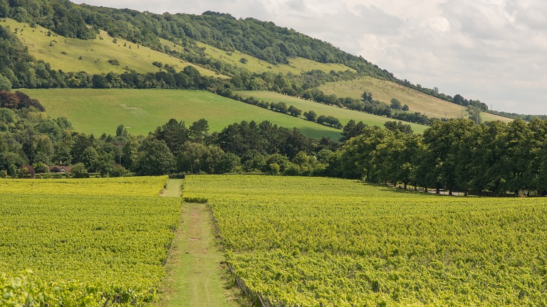 A view over Denbies vineyard towards Box Hill in Surrey