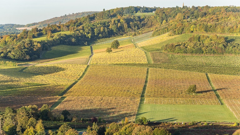 A view over a sun-kissed Denbies vineyard in Surrey