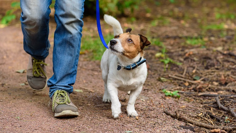 A dog on a lead walking with its owner