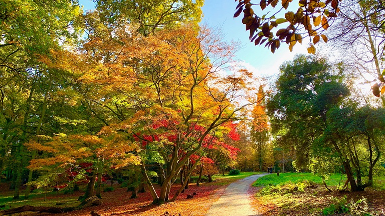 Autumn colours and trees at Winkworth Arboretum in Surrey