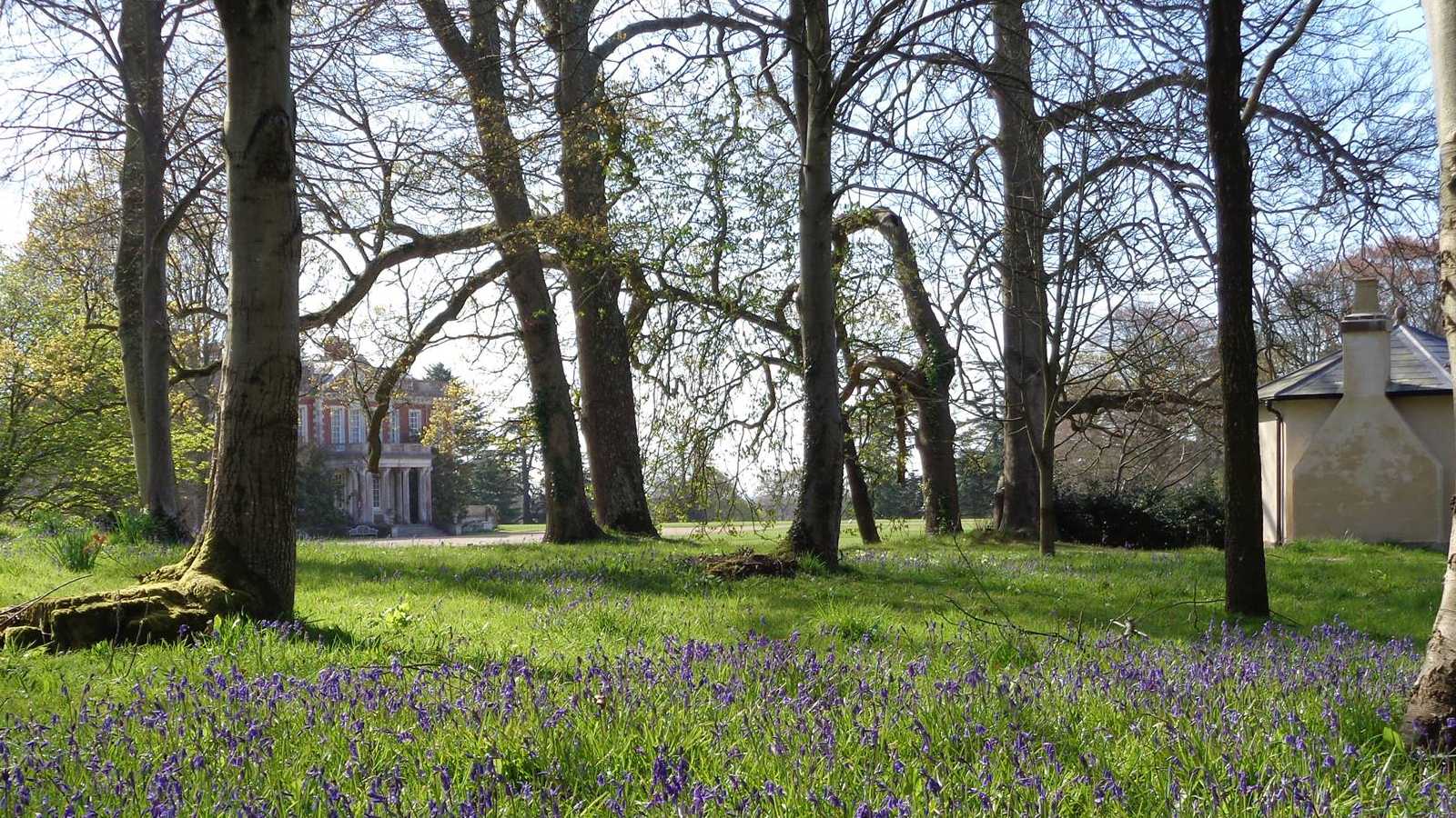 The bluebell peppered parkland of Stansted Park