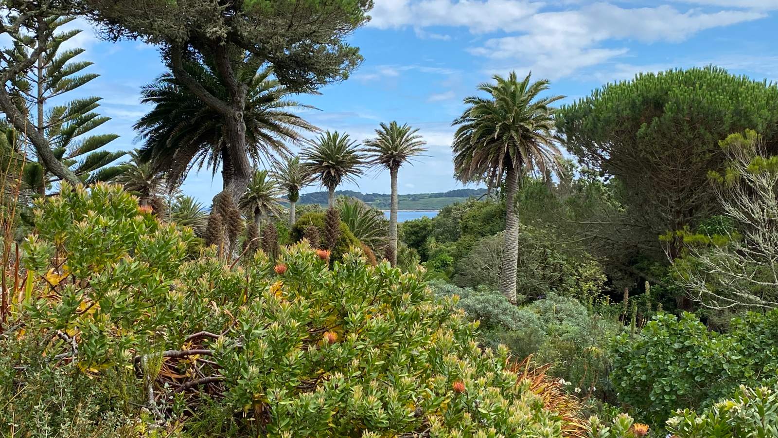 Palm trees overlooking the sea on Tresco, Isles of Scilly