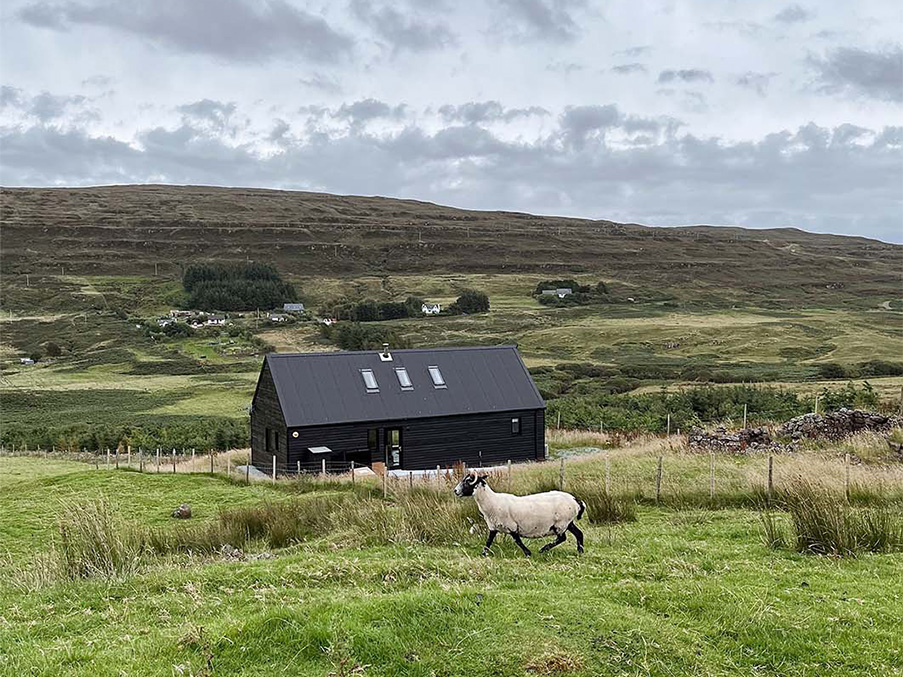 Sheep roaming in the field behind Black Box Cabin