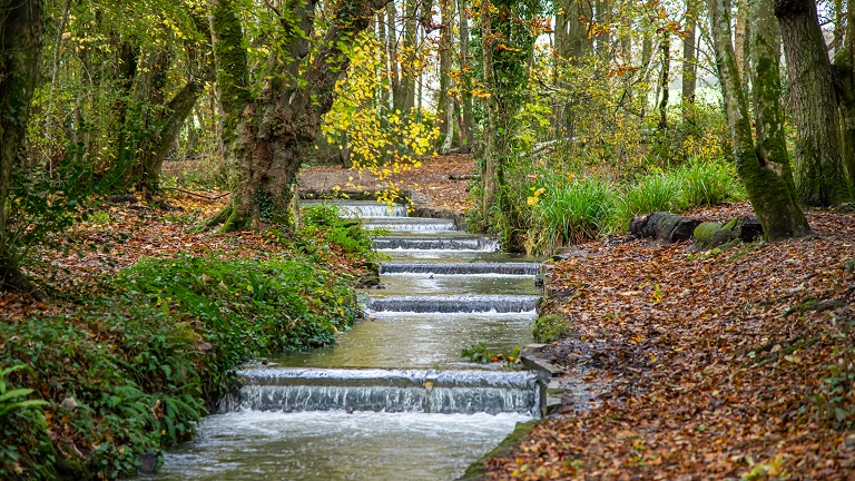 Tranquil waterways flowing through the autumn woods at Tehidy