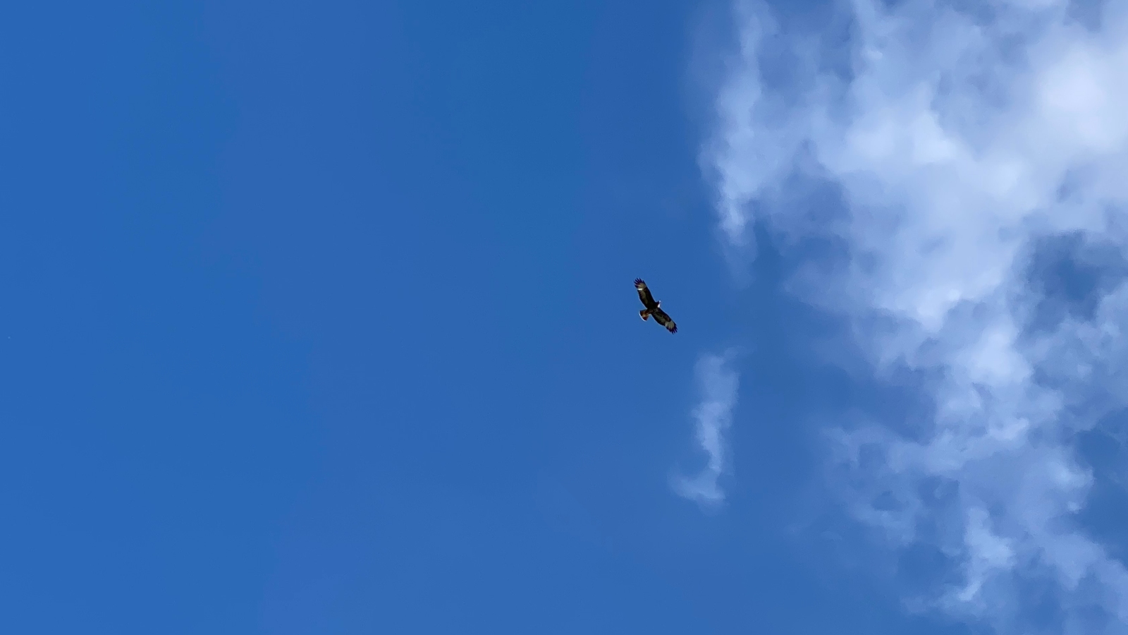 A bird of prey overhead