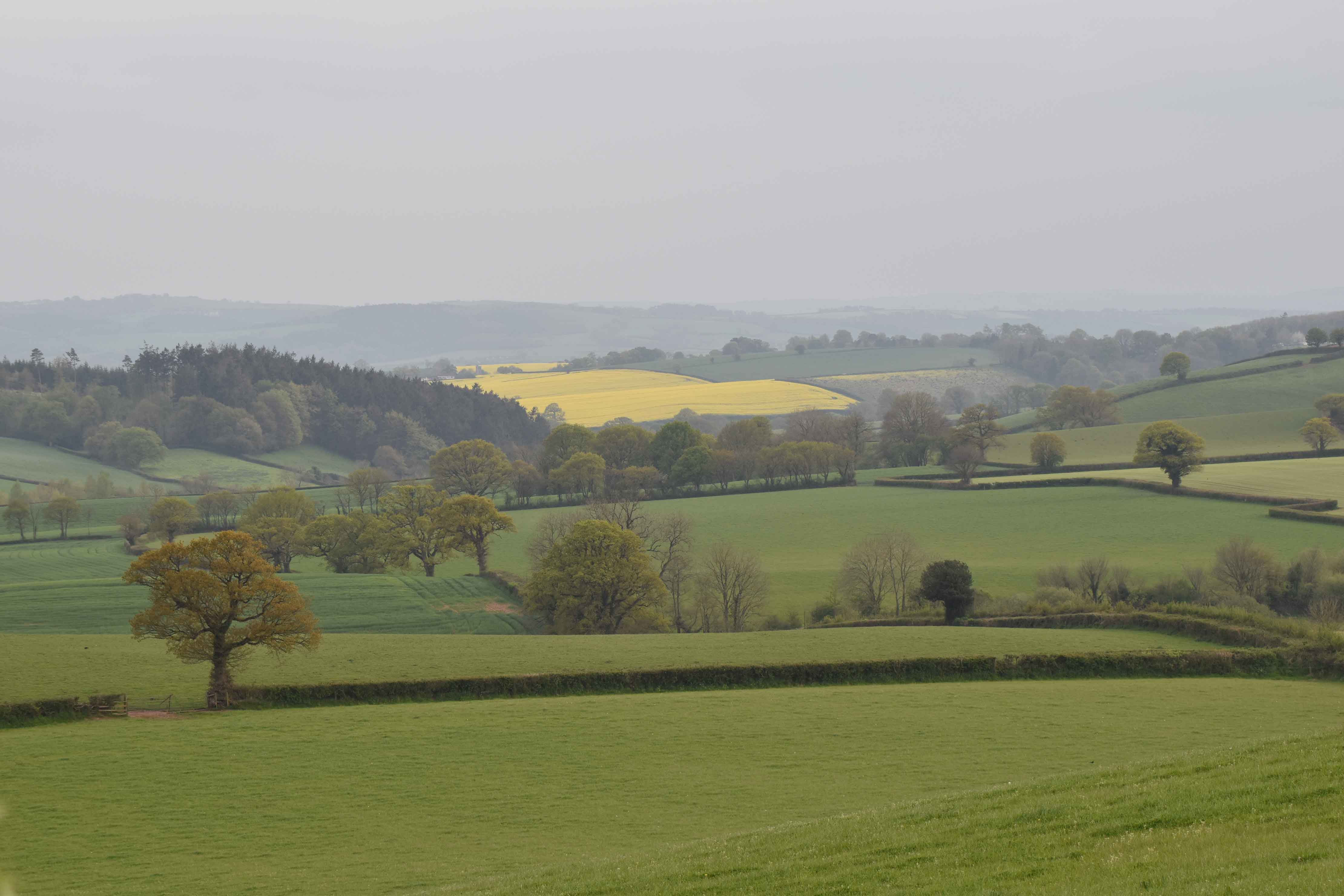 hills with daffodils