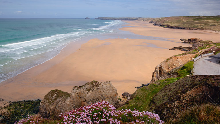 A view of Perranporth beach from the clifftops with pretty pink seathrift flowers in bloom