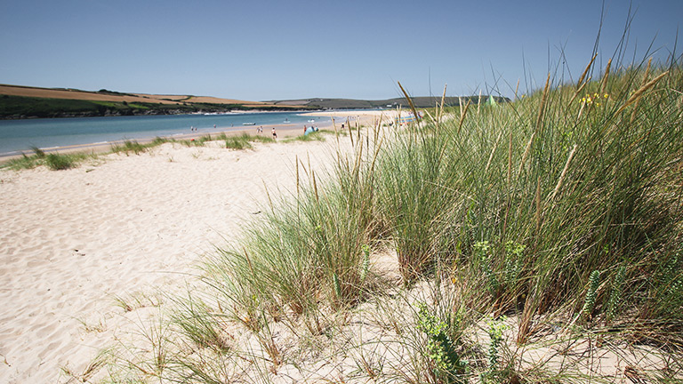 Marram grass blanketing the dunes next to the Camel River