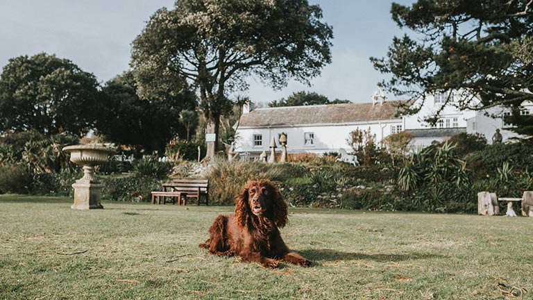 A dog relaxing on the manicured, sun-kissed lawns of Talland Bay Hotel