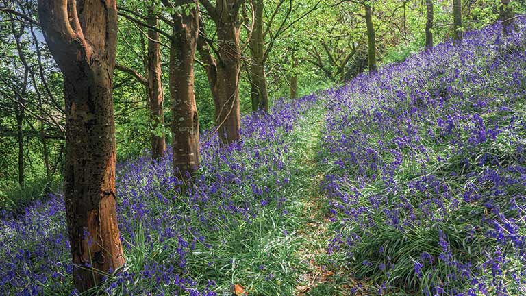 Bluebells covering the forest floor of King's Wood in Cornwall