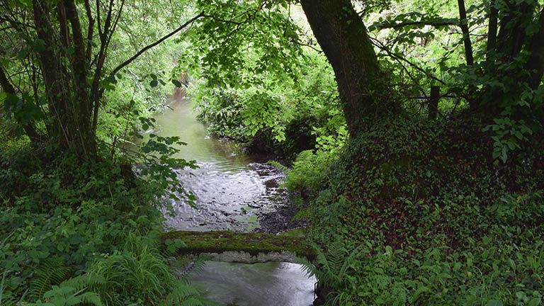 A stream running Ladock Woods in Cornwall