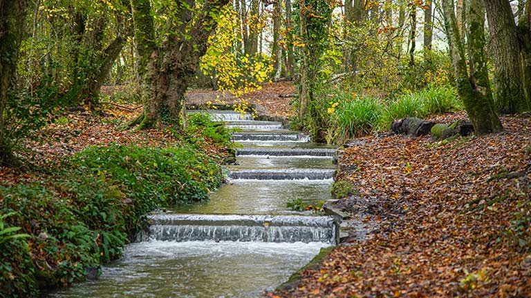 A flowing stream running through Tehidy Country Park in Cornwall