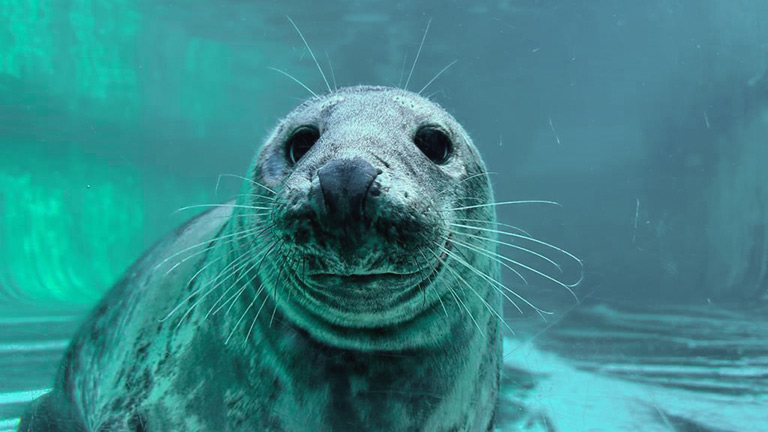 An adorable seal at The Cornish Seal Sanctuary