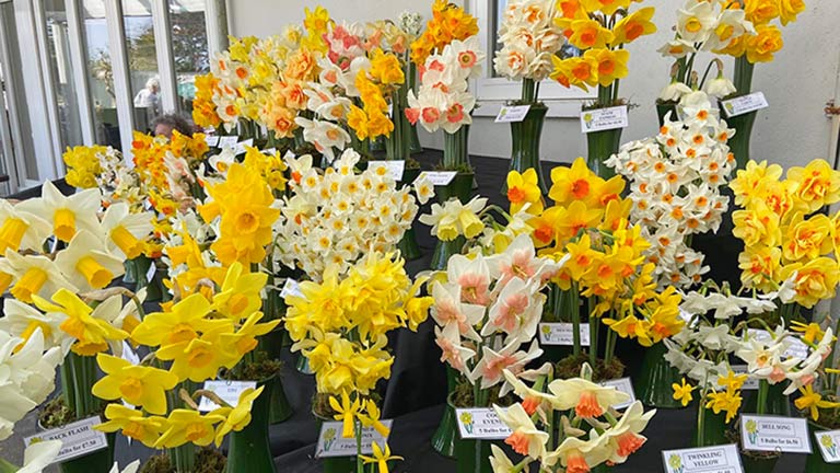 Bright, yellow daffodils on display at Falmouth's Flower Show in March