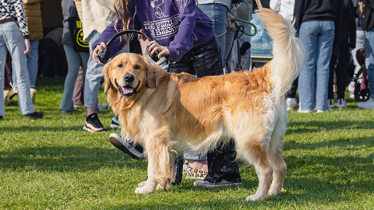 A beautiful golden retriever at Porthleven Food Festival