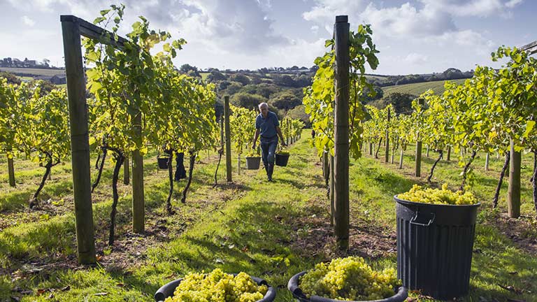 Rows of tended vines at Bosue Vineyard in Cornwall