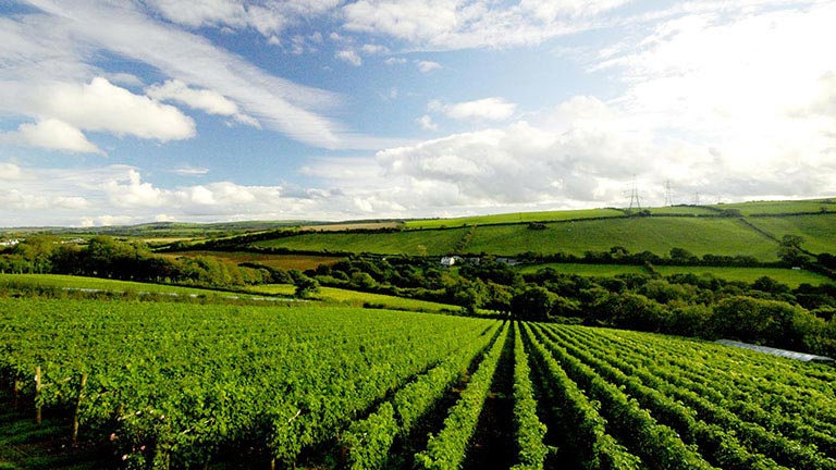 Wine Tasting Experiences in Cornwall