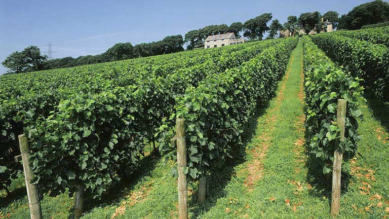 Blue skies over the leafy vineyards of Camel Valley in North Cornwall