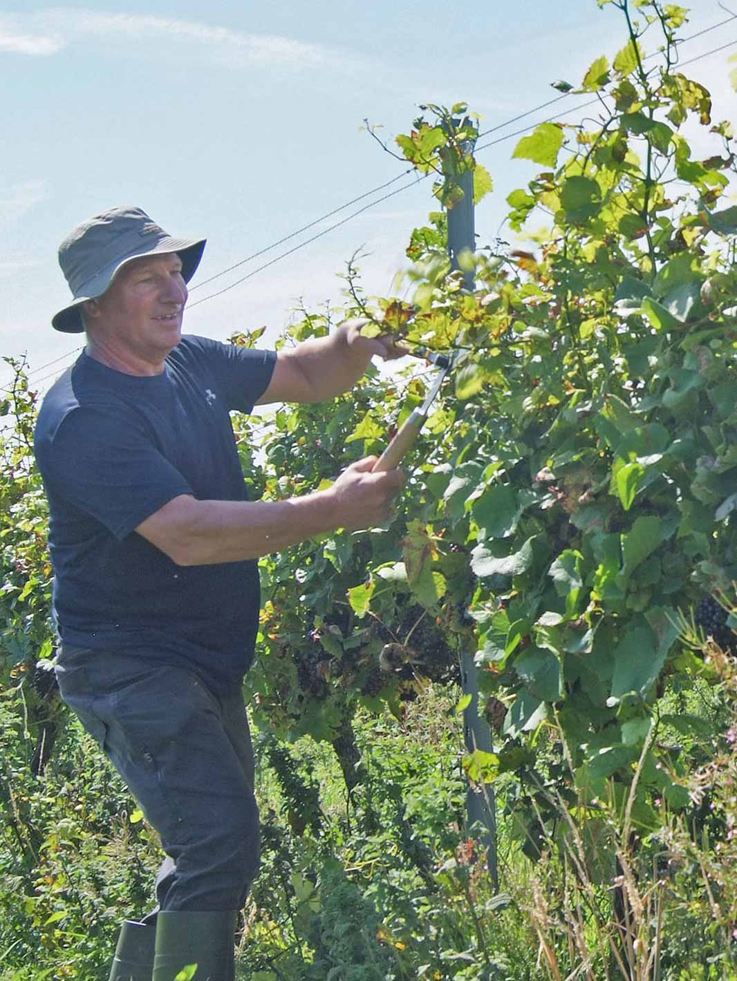 Plucking the vines at at Knightor Vineyard in Portscatho, the Roseland