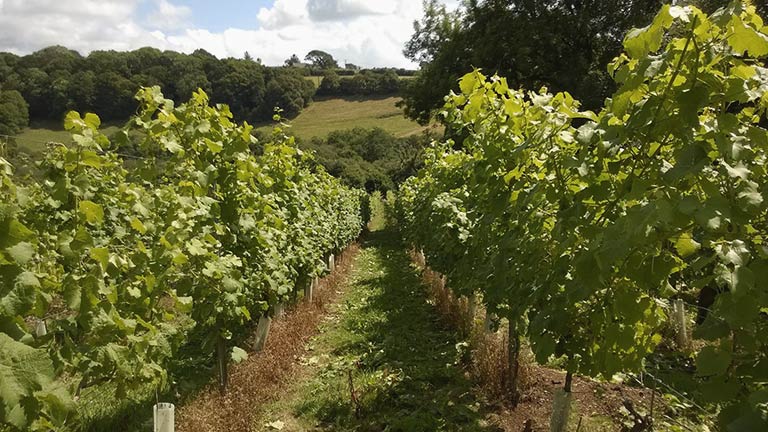 Leafy vines in the sunshine at Looe Valley Vineyard