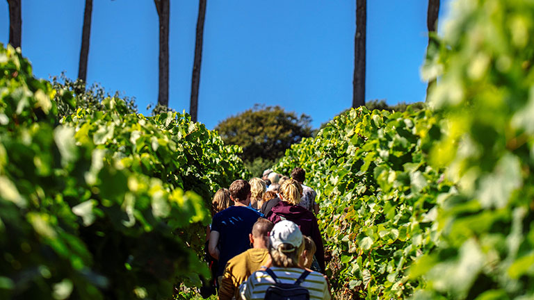 Walking through rows of vines at Polgoon Vineyard