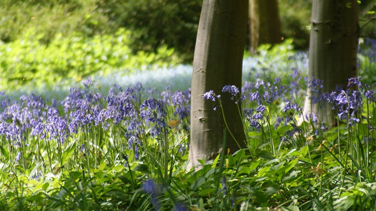 Bluebells at Batsford Arboretum in the Cotswolds