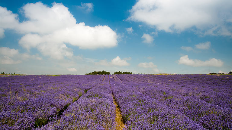 Rows upon rows of lavender at Cotswold Lavender