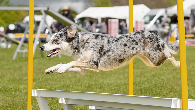 An aerial collie jumping over a hurdle during a dog show at Bakewell Country Festival