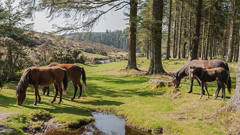 Dartmoor ponies grazing between the trees at Bellever Forest