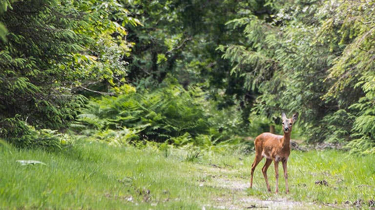A deer in a woodland glade at Haldon Forest