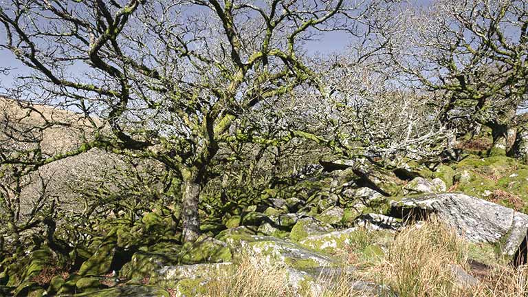 The moss-covered boulders and lichen-swathed trees of Wistman's Wood in Dartmoor