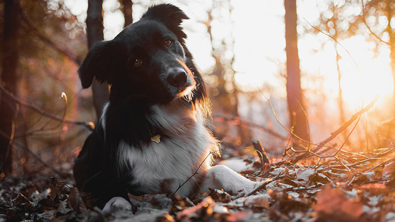 A beautiful dog relaxing in rays of sunshine through the trees | Forests in Devon