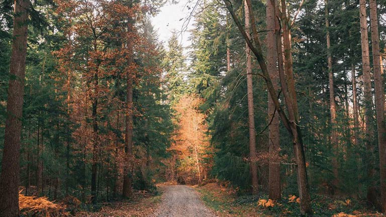 A passage through the autumn trees of Haldon Forest