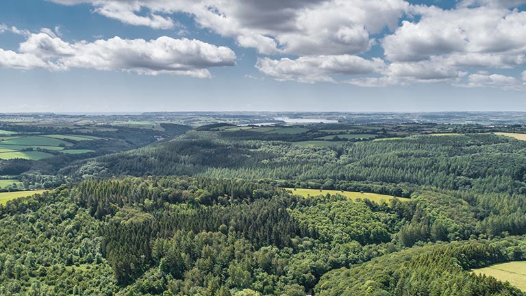 A panoramic view of the forested Tamar Valley in Devon