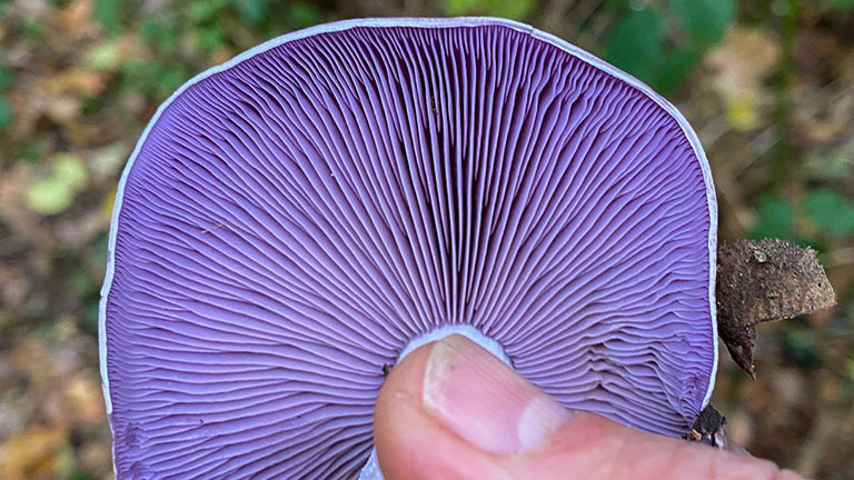 The beautiful, purple underbelly of a wild mushroom found during foraging