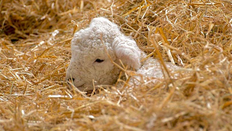 A lamb nestled in the hay at The Big Sheep in North Devon