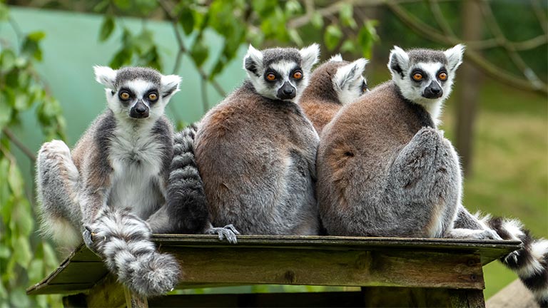 A group of four ringtail lemurs at Exmoor Zoo in North Devon