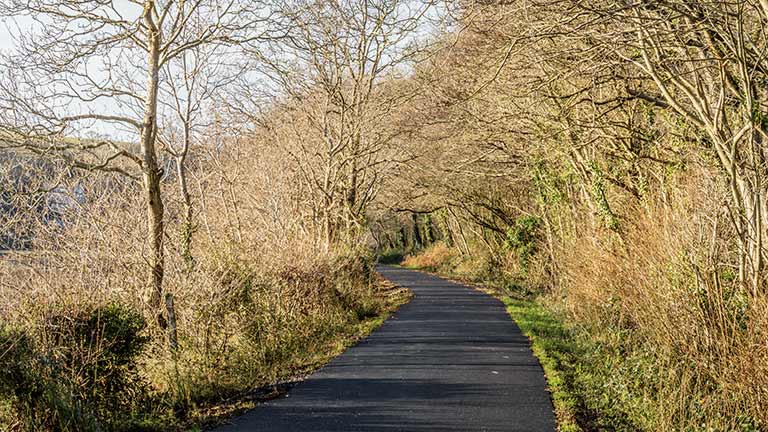 The paved Tarka Trail cycle route through trees in North Devon