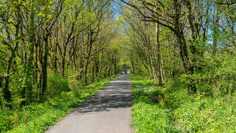 A tree-lined cycle path along the Tarka Trail in North Devon