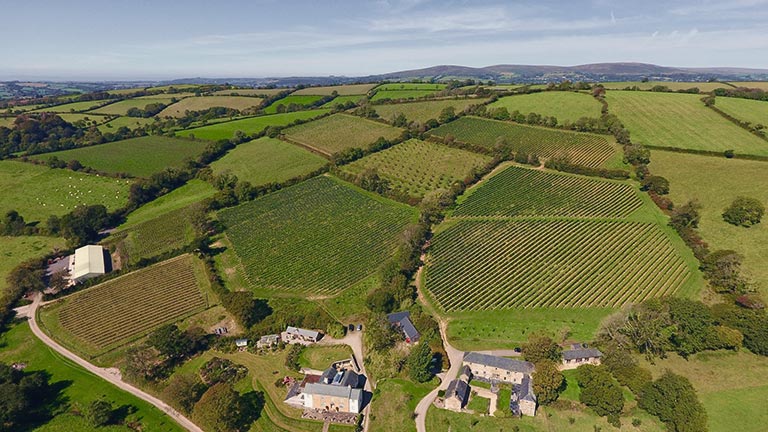 An aerial view of the rolling vineyards of Calancombe Estate in Devon