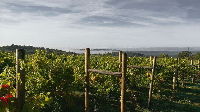 Rows of vines and misty, verdant countryside beyond at Huxbear Vineyard in Devon