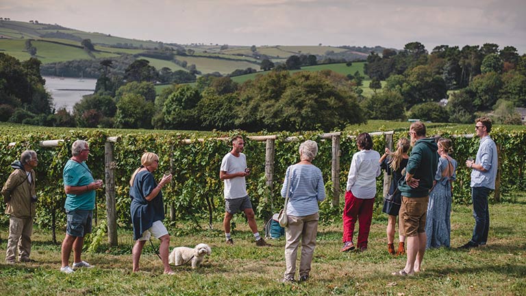 People gathered in front of vines for a vineyard tour at Sandridge Barton Estate