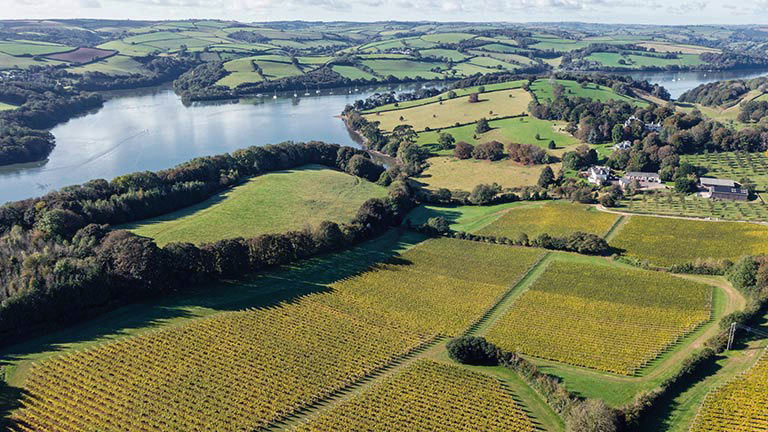 Vineyards in Devon