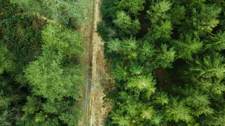 An aerial view of Puddletown Forest near Dorchester