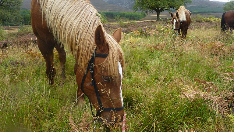 Horses grazing in shrubland