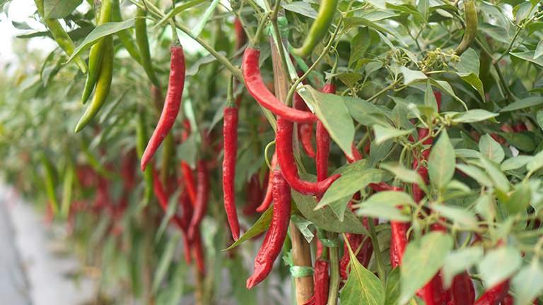 Fresh chillies growing in a greenhouse