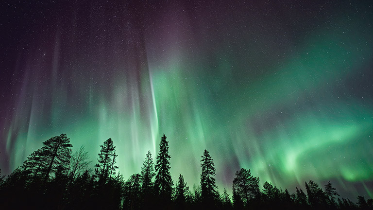 The Northern Lights dancing over treetops