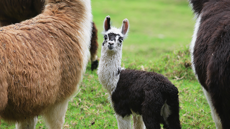 A baby alpca with its mother and adults in a field