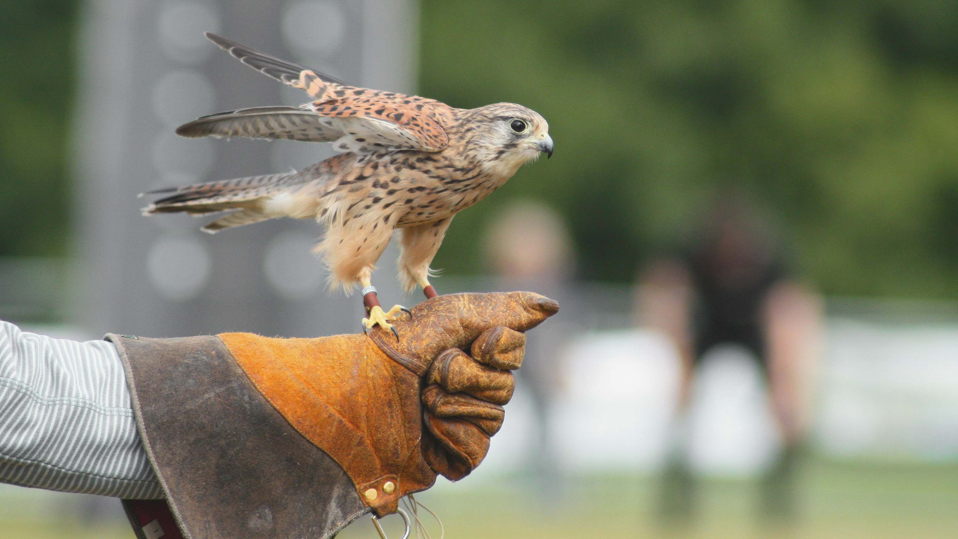 Cotswold Falconry Centre, near Moreton-in-Marsh
