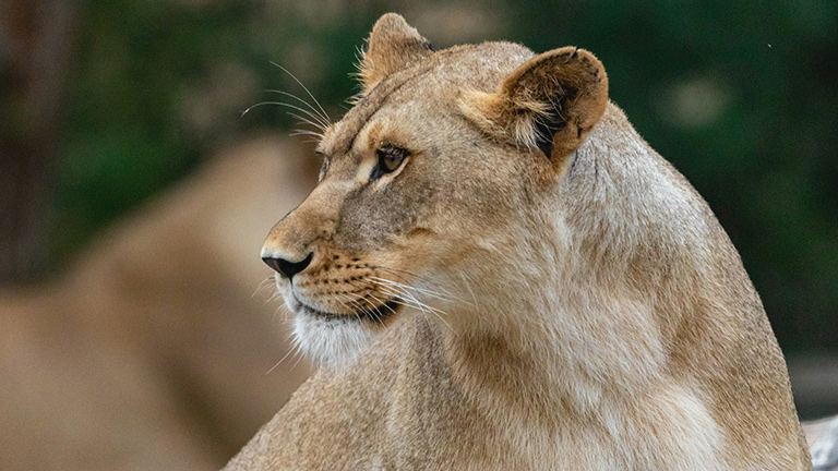 A beautiful lioness